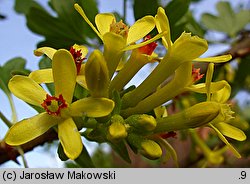 Ribes aureum (porzeczka złota)