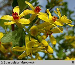 Ribes aureum (porzeczka złota)