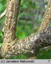 Ribes aureum (porzeczka złota)