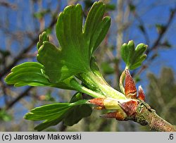 Ribes aureum (porzeczka złota)