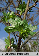 Ribes aureum (porzeczka złota)