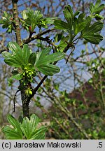 Ribes aureum (porzeczka złota)