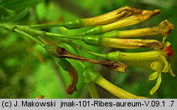 Ribes aureum (porzeczka złota)