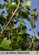 Ribes aureum (porzeczka złota)