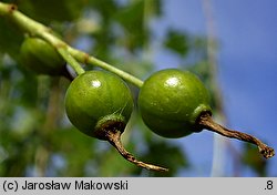 Ribes aureum (porzeczka złota)