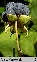 Rubus caesius (jeżyna popielica)