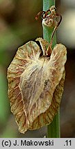 Rumex scutatus (szczaw tarczolistny)