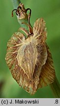 Rumex scutatus (szczaw tarczolistny)