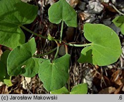 Rumex scutatus (szczaw tarczolistny)