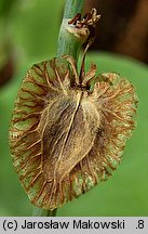 Rumex scutatus (szczaw tarczolistny)