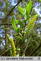 Salix triandra (wierzba trójpręcikowa)