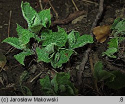 Salvia glutinosa (szałwia lepka)