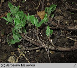 Salvia glutinosa (szałwia lepka)