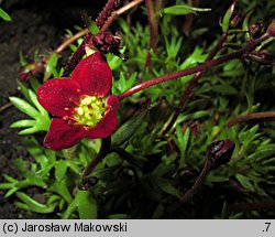 Saxifraga ×arendsii Highlander Red