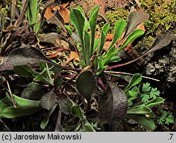 Silene nutans (lepnica zwisła)