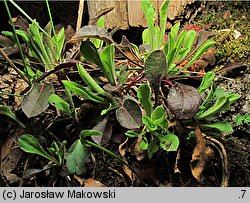 Silene nutans (lepnica zwisła)