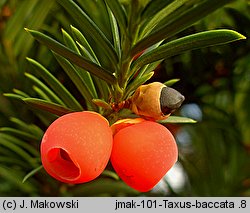 Taxus baccata (cis pospolity)