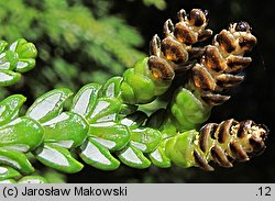 Thujopsis dolabrata (żywotnikowiec japoński)