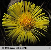 Tussilago farfara (podbiał pospolity)