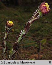 Tussilago farfara (podbiał pospolity)