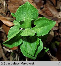 Valeriana tripteris (kozłek trójlistkowy)