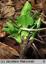 Valeriana tripteris (kozłek trójlistkowy)