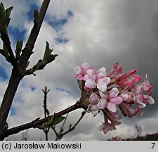 Viburnum ×bodnantense (kalina bodnanteńska)