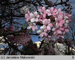 Viburnum ×bodnantense (kalina bodnanteńska)