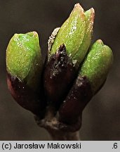 Viburnum opulus (kalina koralowa)