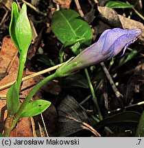 Vinca minor (barwinek pospolity)