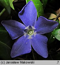 Vinca minor (barwinek pospolity)