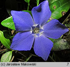 Vinca minor (barwinek pospolity)