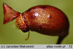 Rhytidiadelphus squarrosus (fałdownik nastroszony)