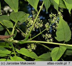 Ailanthus altissima (bożodrzew gruczołowaty)