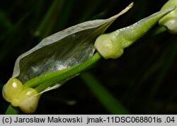 Allium paradoxum var. paradoxum (czosnek dziwny typowy)
