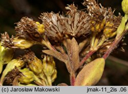 Solidago rigida (nawłoć sztywna)