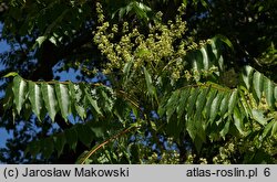 Ailanthus altissima (bożodrzew gruczołowaty)