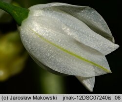 Allium paradoxum ssp. paradoxum (czosnek dziwny typowy)