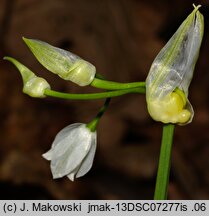 Allium paradoxum ssp. paradoxum (czosnek dziwny typowy)