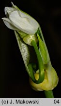 Allium paradoxum ssp. paradoxum (czosnek dziwny typowy)