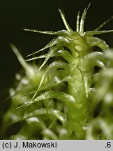 Rhytidiadelphus squarrosus (fałdownik nastroszony)