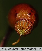 Rhytidiadelphus squarrosus (fałdownik nastroszony)