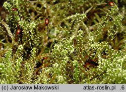 Rhytidiadelphus squarrosus (fałdownik nastroszony)