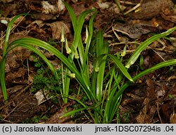 Allium paradoxum ssp. paradoxum (czosnek dziwny typowy)