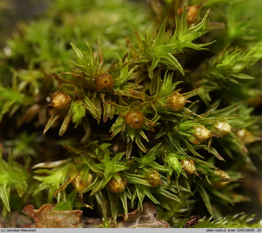 Orthotrichum striatum (szurpek pręgowany)