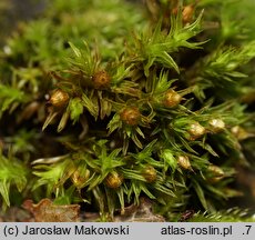 Orthotrichum striatum (szurpek pręgowany)