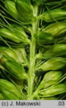 Setaria viridis (włośnica zielona)