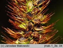 Setaria pumila (włośnica sina)