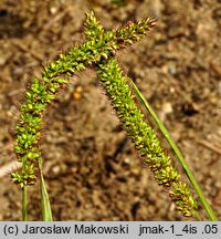 Setaria verticillata (włośnica okółkowa)