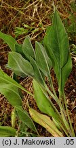 Solidago rigida (nawłoć sztywna)